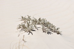 Abronia angustifolia