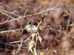 Chiomara