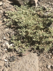 Lotononis platycarpa