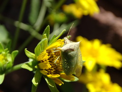 Arvelius albopunctatus