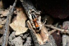 Opisthopsis rufithorax