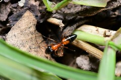 Opisthopsis rufithorax