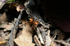 Opisthopsis rufithorax