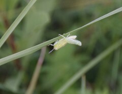 Campylacantha olivacea