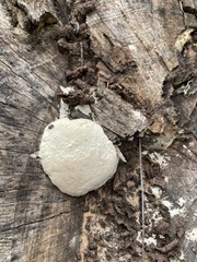 Reticularia