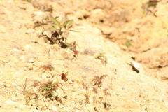 Danaus eresimus