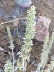Marrubium