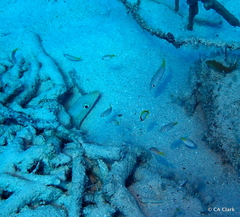 Malacanthus plumieri