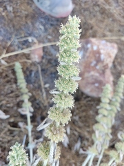 Marrubium