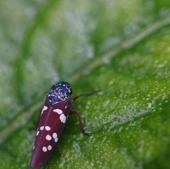 Graphocephala albomaculata