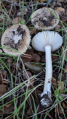Amanita calyptratoides