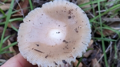 Amanita calyptratoides
