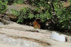 Argynnis