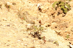 Danaus eresimus