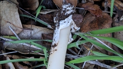 Amanita calyptratoides