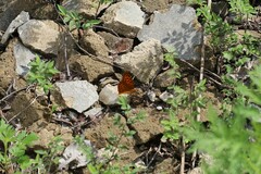 Argynnis