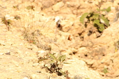 Danaus eresimus