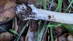 Amanita calyptratoides