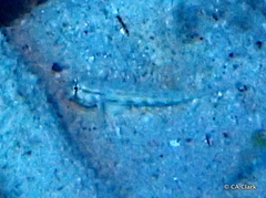 Gnatholepis thompsoni