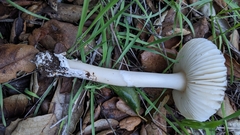 Amanita calyptratoides