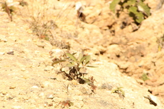 Danaus eresimus