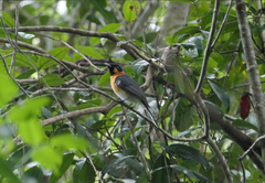 Symposiachrus trivirgatus