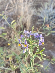 Solanum crispum