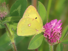 Colias poliographus