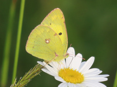 Colias poliographus