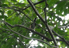 Symposiachrus trivirgatus