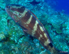 Epinephelus striatus