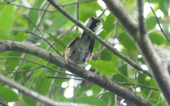 Symposiachrus trivirgatus