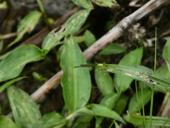 Ischnura capreolus