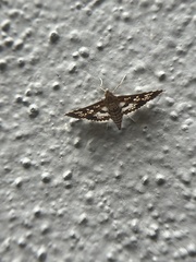 Sameodes cancellalis