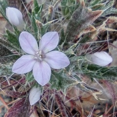 Langloisia setosissima setosissima