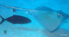 Caranx ruber