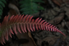 Blechnum occidentale