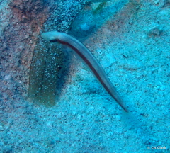 Halichoeres bivittatus