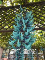 Strongylodon macrobotrys