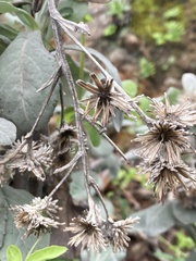 Hazardia detonsa