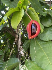 Sterculia monosperma