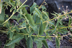 Scrophularia desertorum