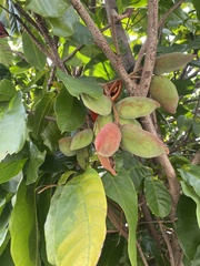 Sterculia monosperma
