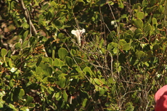 Ipomoea pruinosa