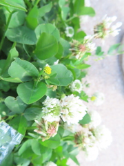 Medicago lupulina
