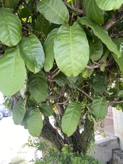 Sterculia monosperma