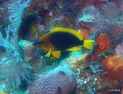 Hypoplectrus guttavarius