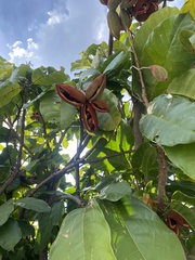 Sterculia monosperma