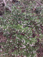 Arctostaphylos insularis