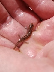 Eurycea wilderae